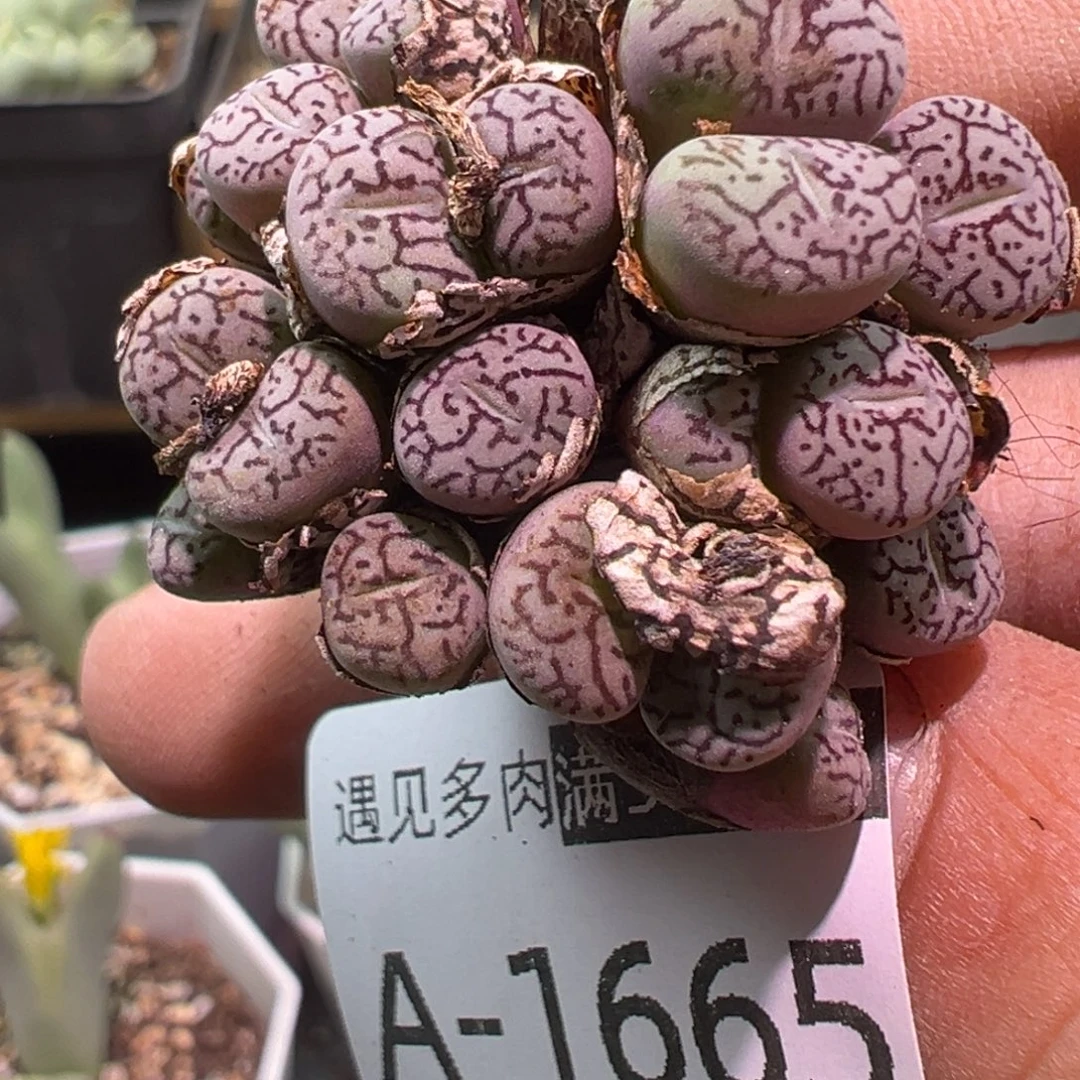 多肉植物11111111111111