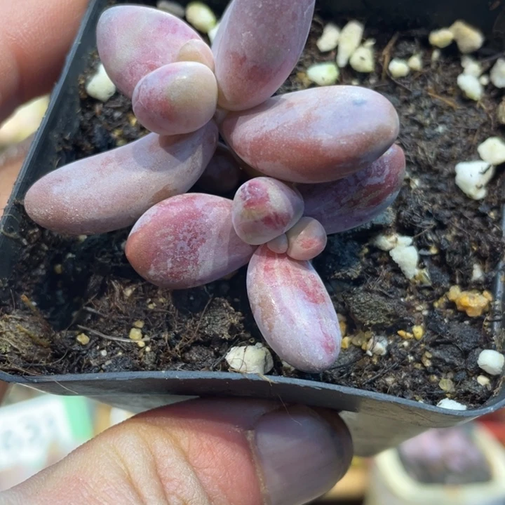 红手指红拉丝锦678号的多肉啊啊