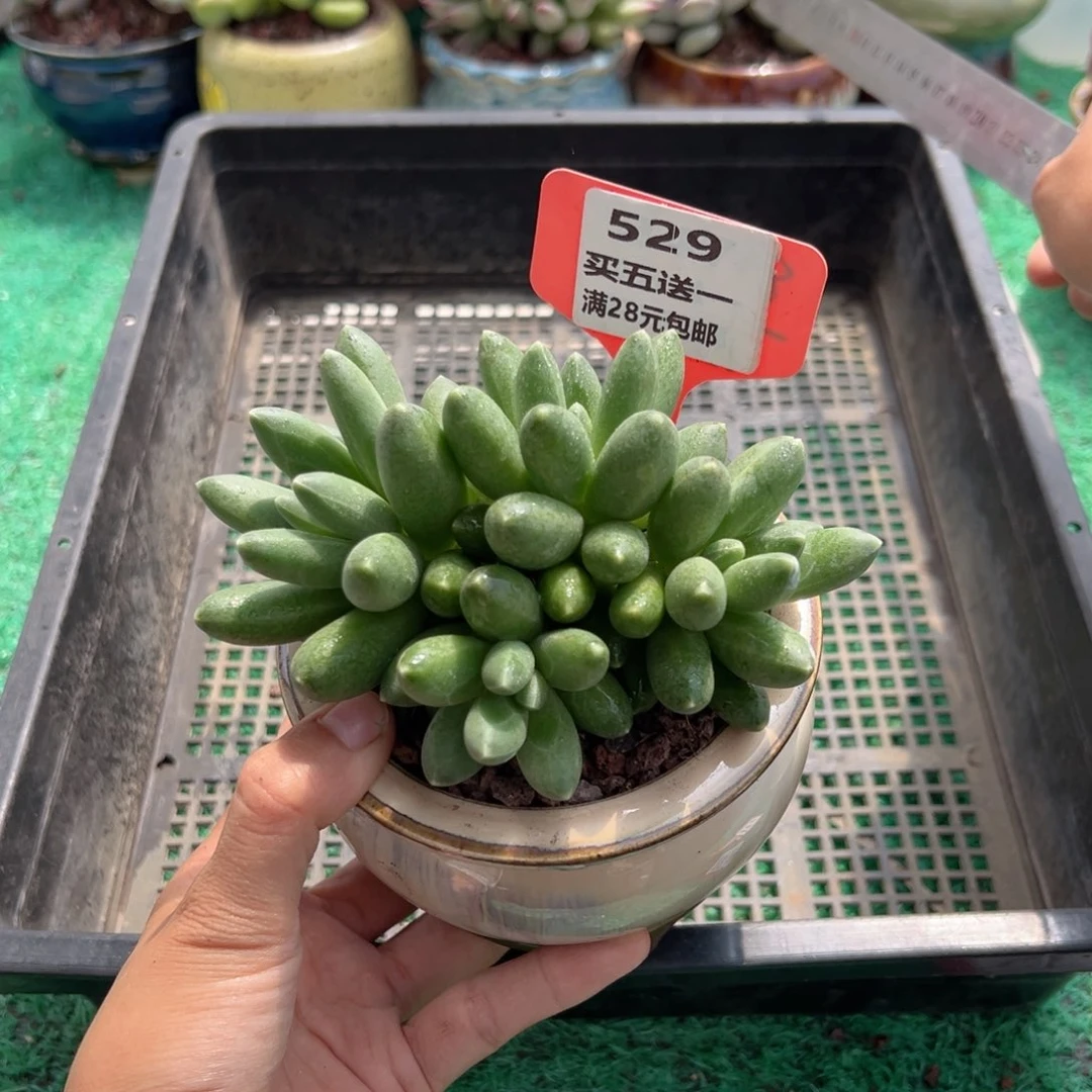 表妹精品多肉植物529.