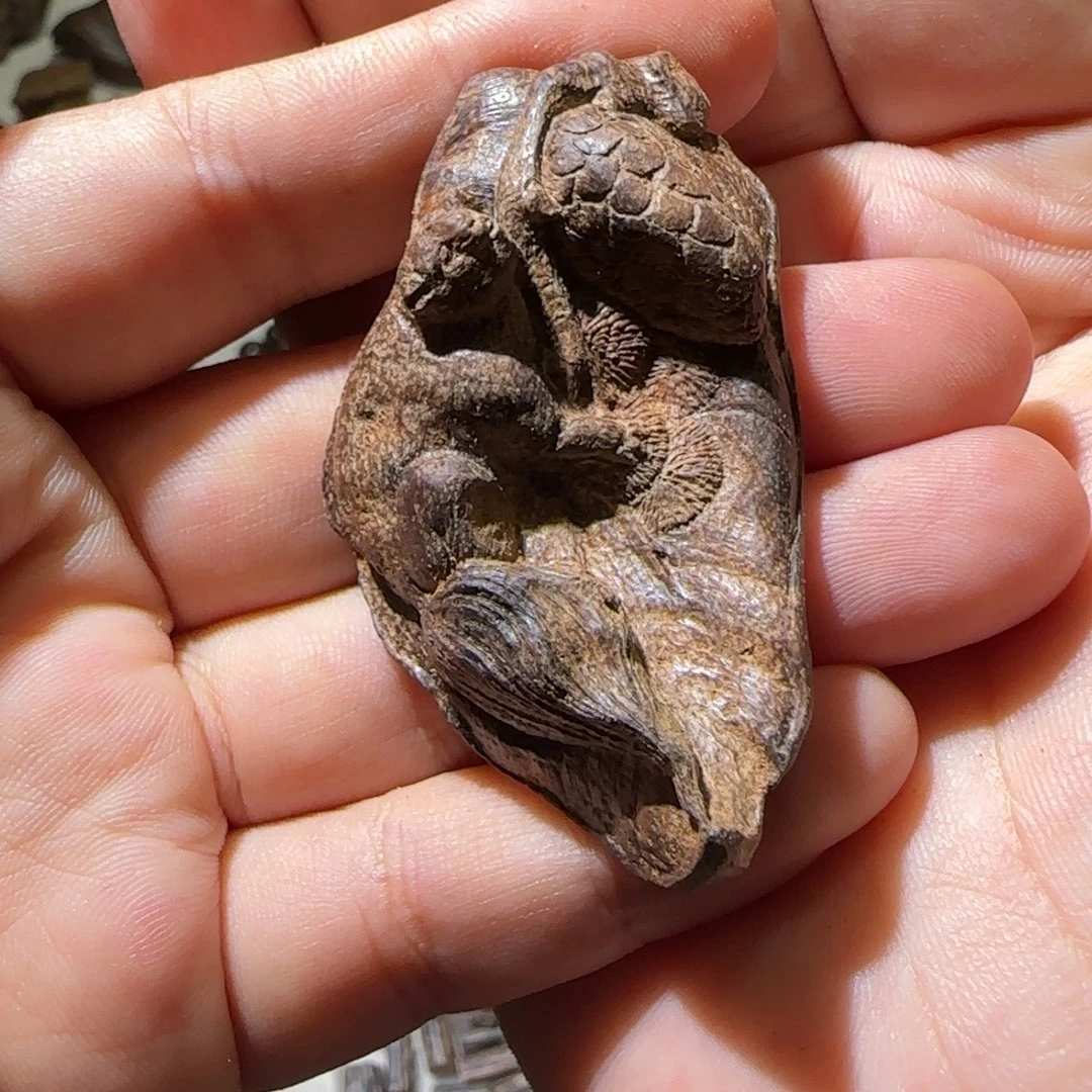 沉香碎屑沉香7.19克老惠安瘤疤