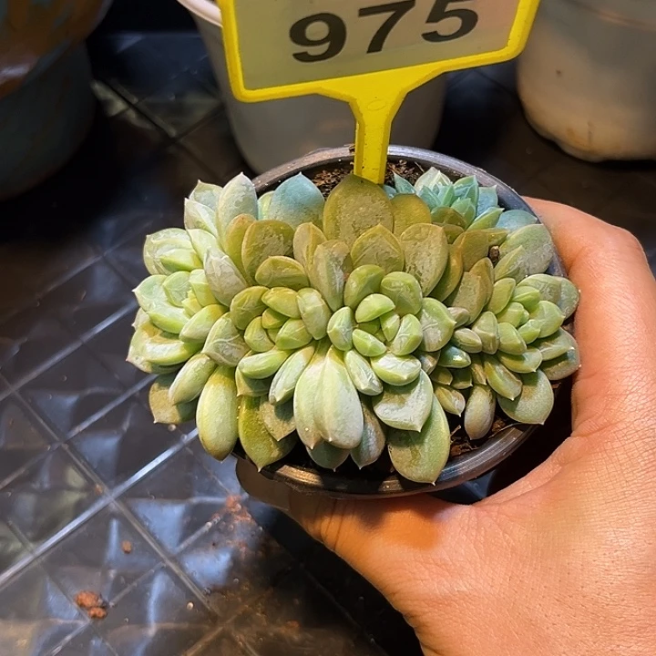 多肉植物百搭翡翠975