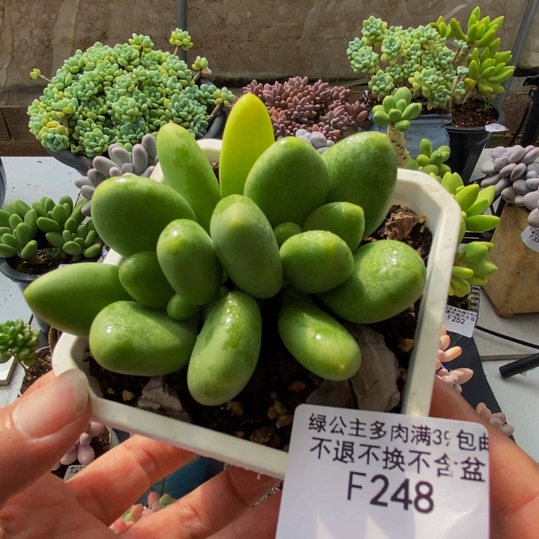 248芒果奶9cm多肉