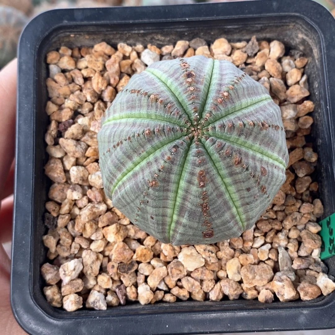 20欧系实生布纹球一物一拍