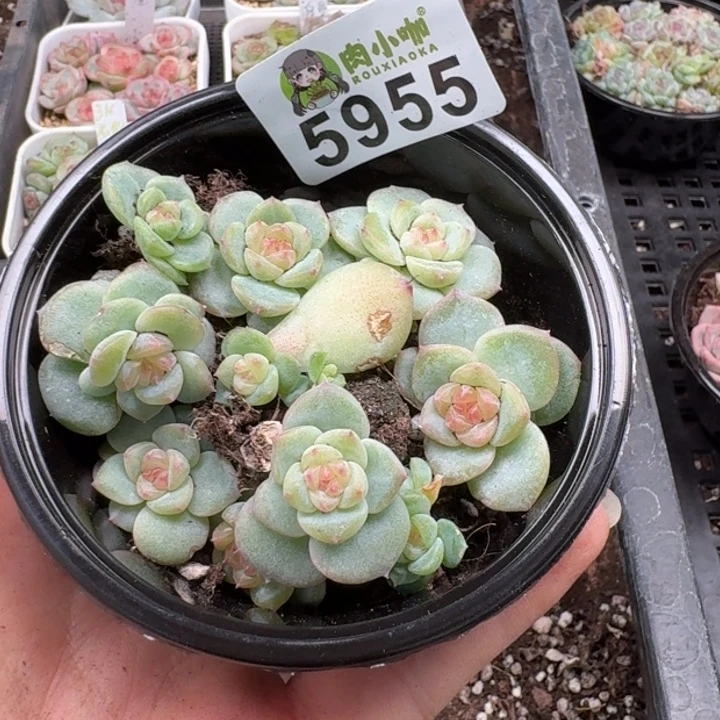 多肉植物多肉植物