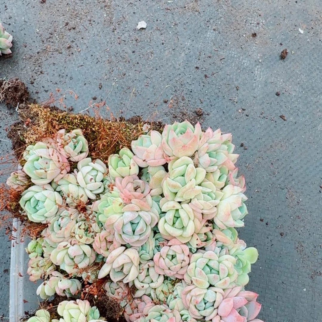 糖心切糕一份加种子灰22-4