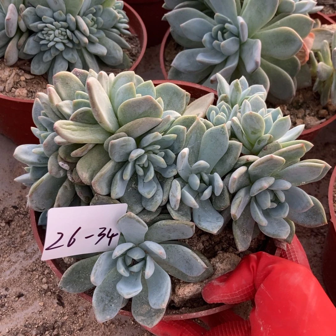 26.34 紫皮石榴籽星影一物一拍