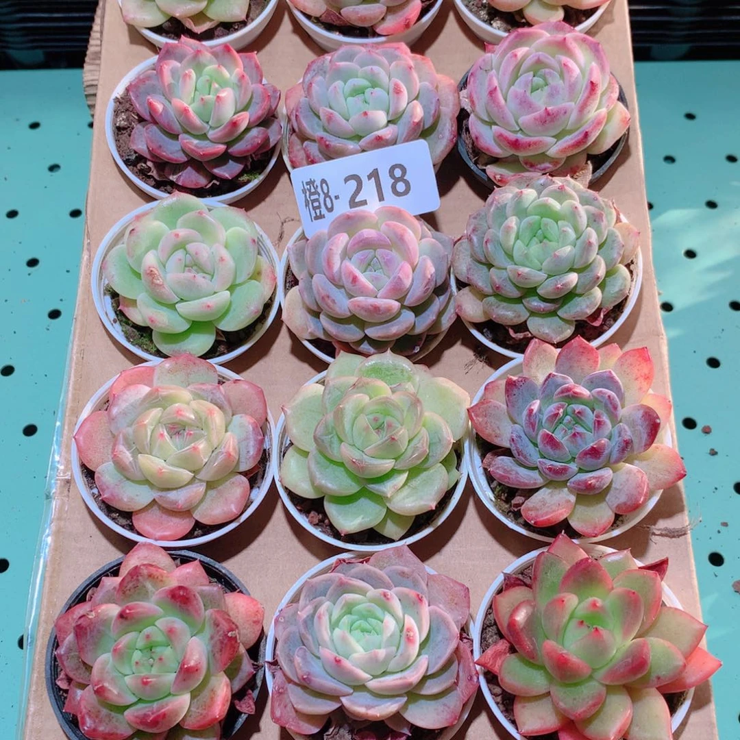 8-218一物一拍多肉带盆18颗