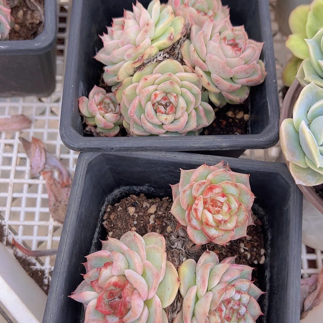 天鹅绒多头精控二盆