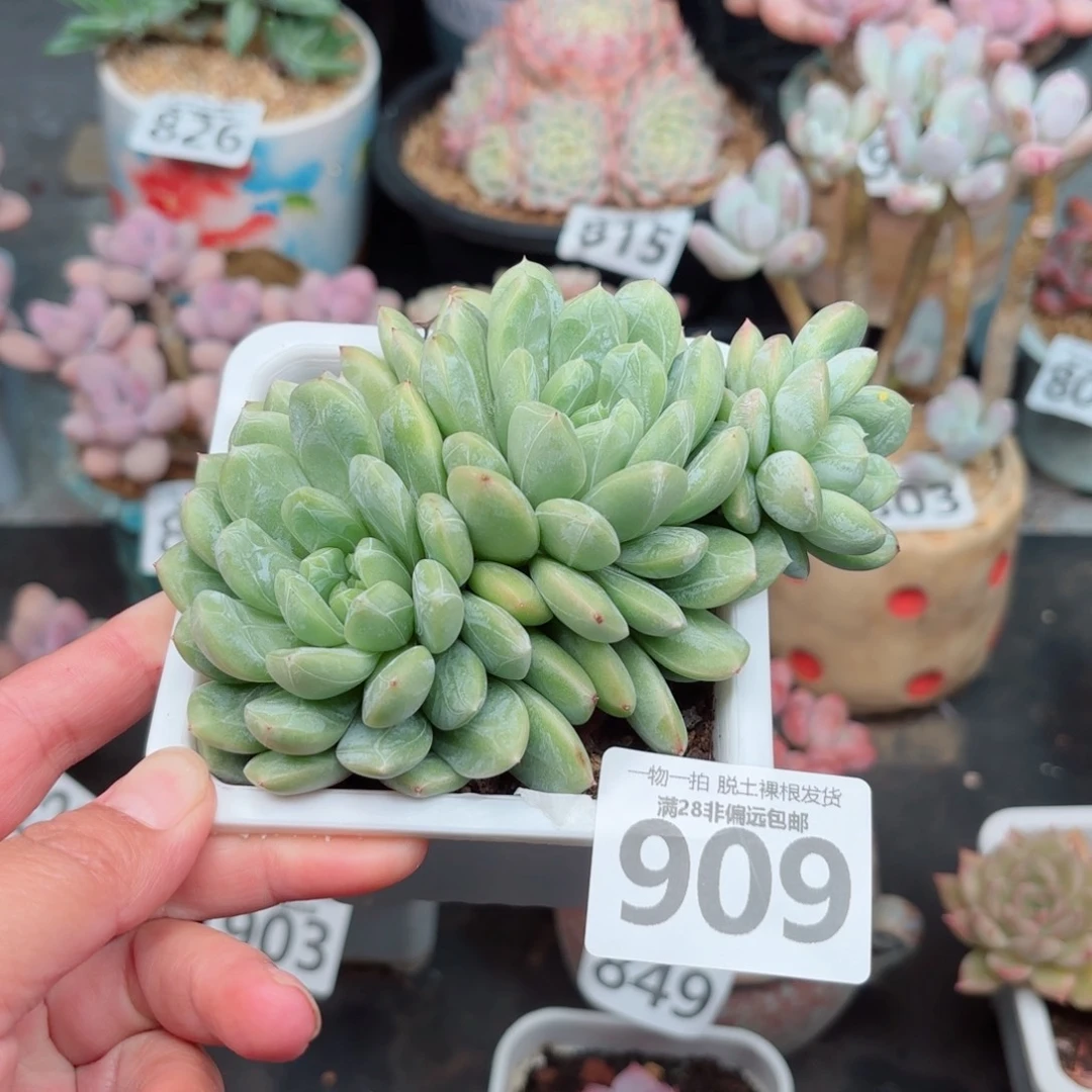 百达翡翠无盆土发货