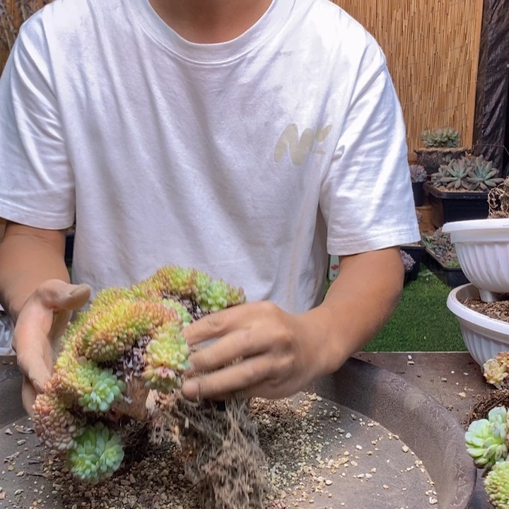 飞***聊50 号白胖子多肉植物