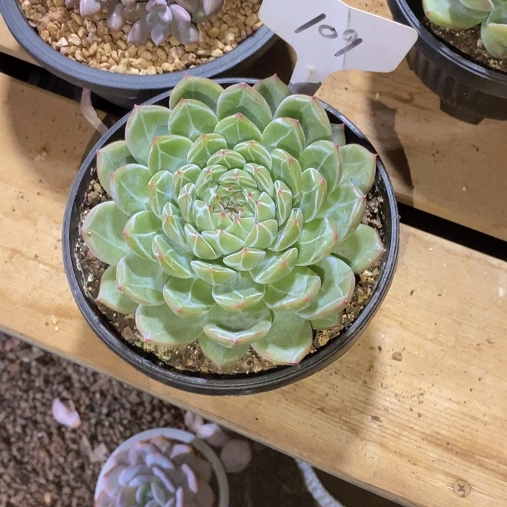 爱***干我不在这里吃饭你吃
