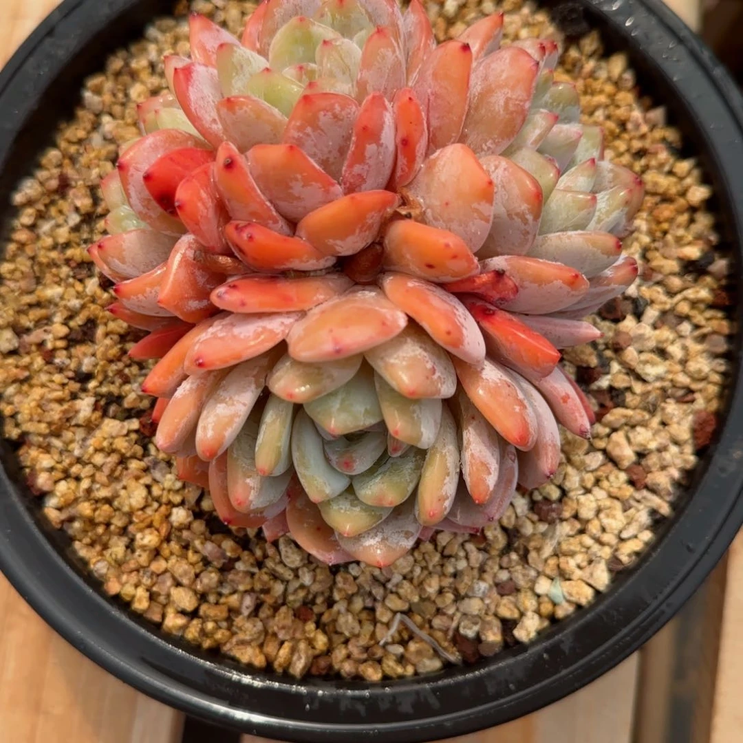 英*精品橙子一物一拍