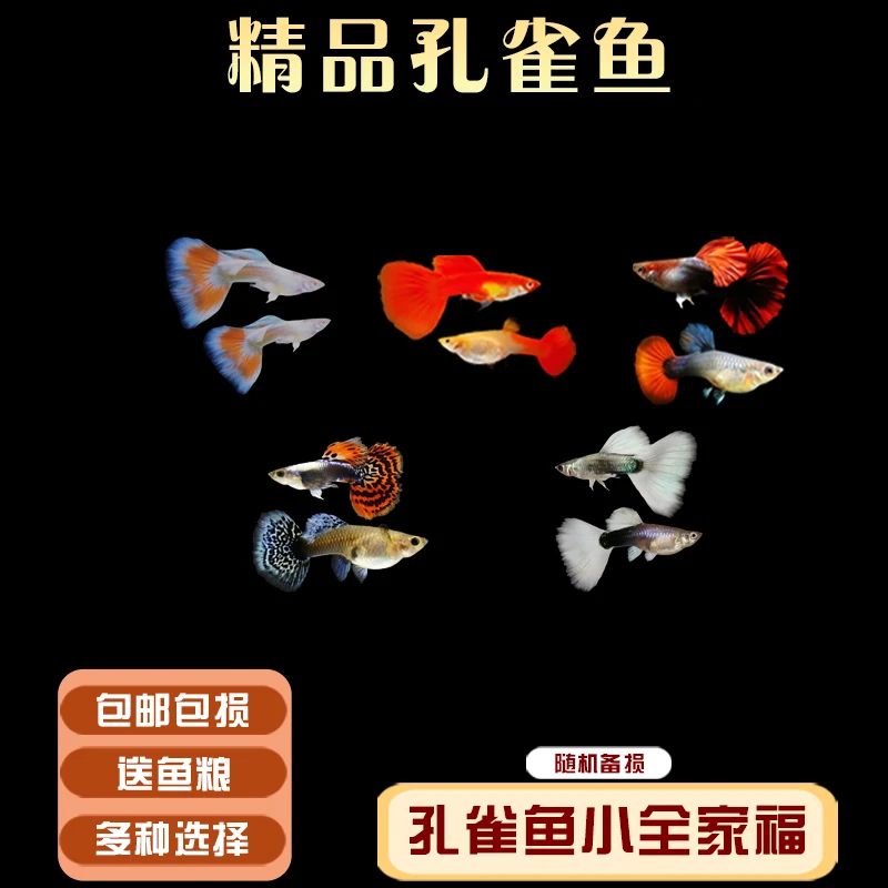 新手10条孔雀鱼全家福 小型热带胎生淡水活体观赏鱼（入缸不包损）