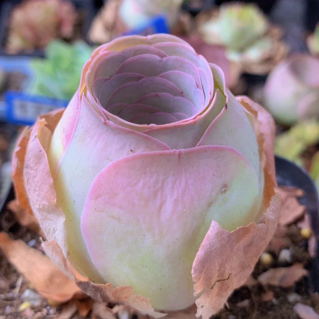 一物一拍星辰福利008