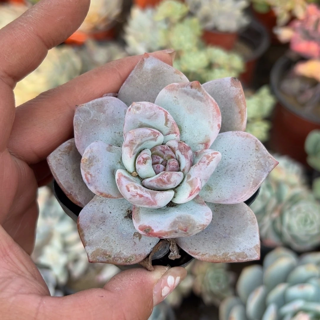 多肉植物多肉植物