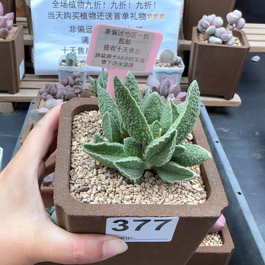 摩*?377绿皮多肉植物
