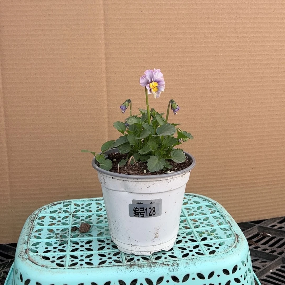 【闪购商品】完全开放128号