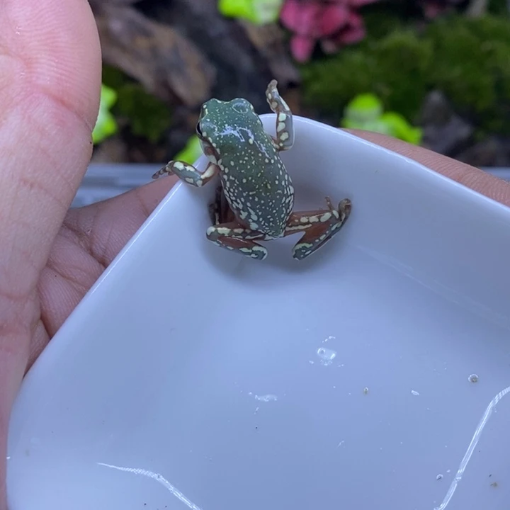 老爷树蛙澳蓝雪花