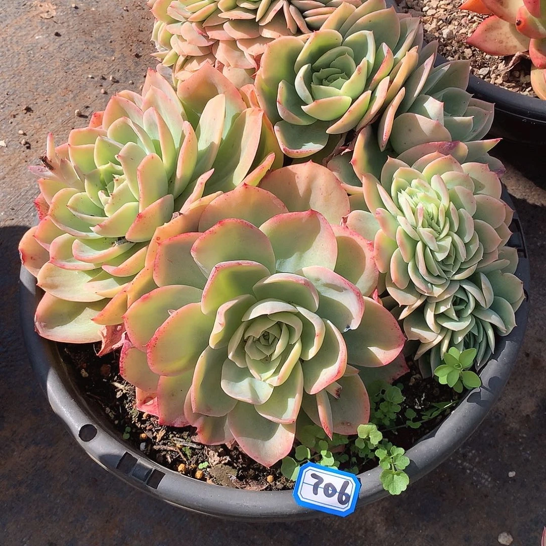 706仙凤缀 一物一拍多肉