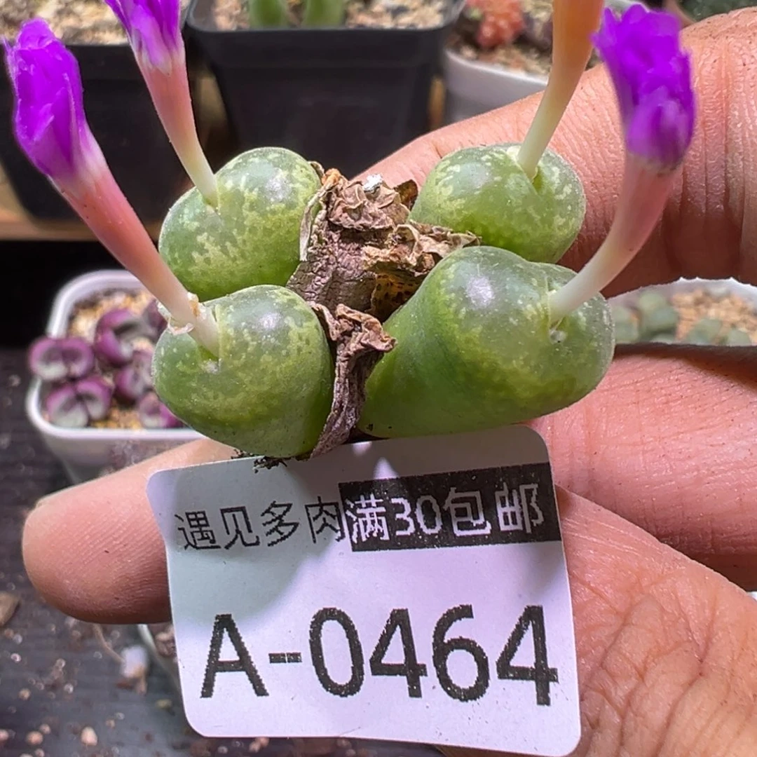 多肉植物11111111111