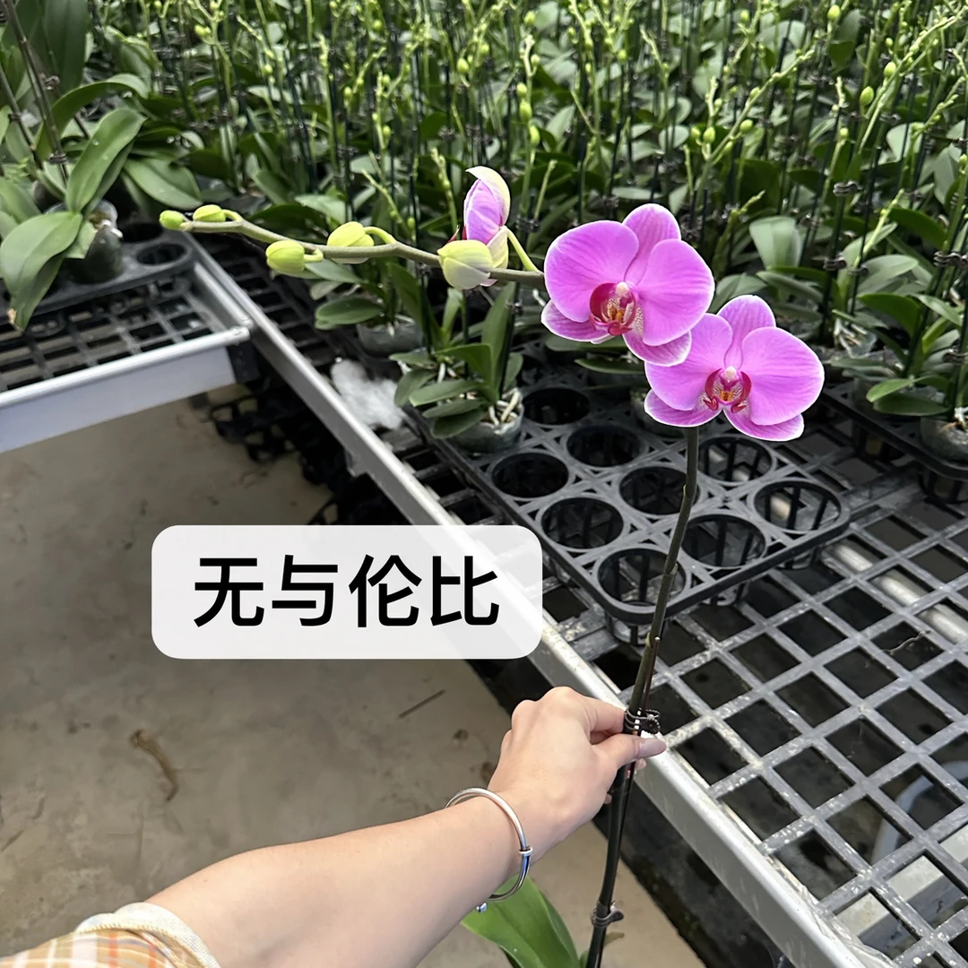 【无与伦比】客厅室内四季好养活植物花卉