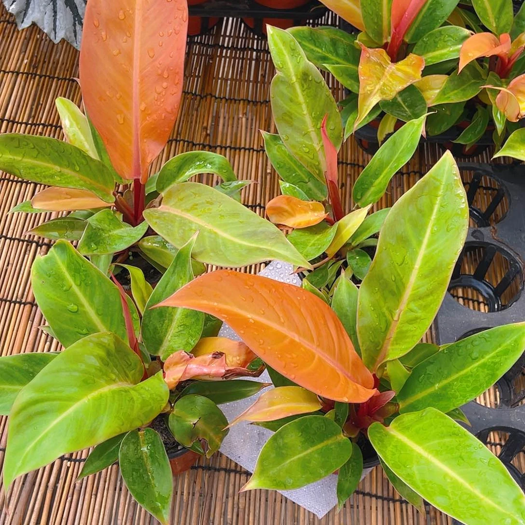 完全开放橙王子阳光帝王
