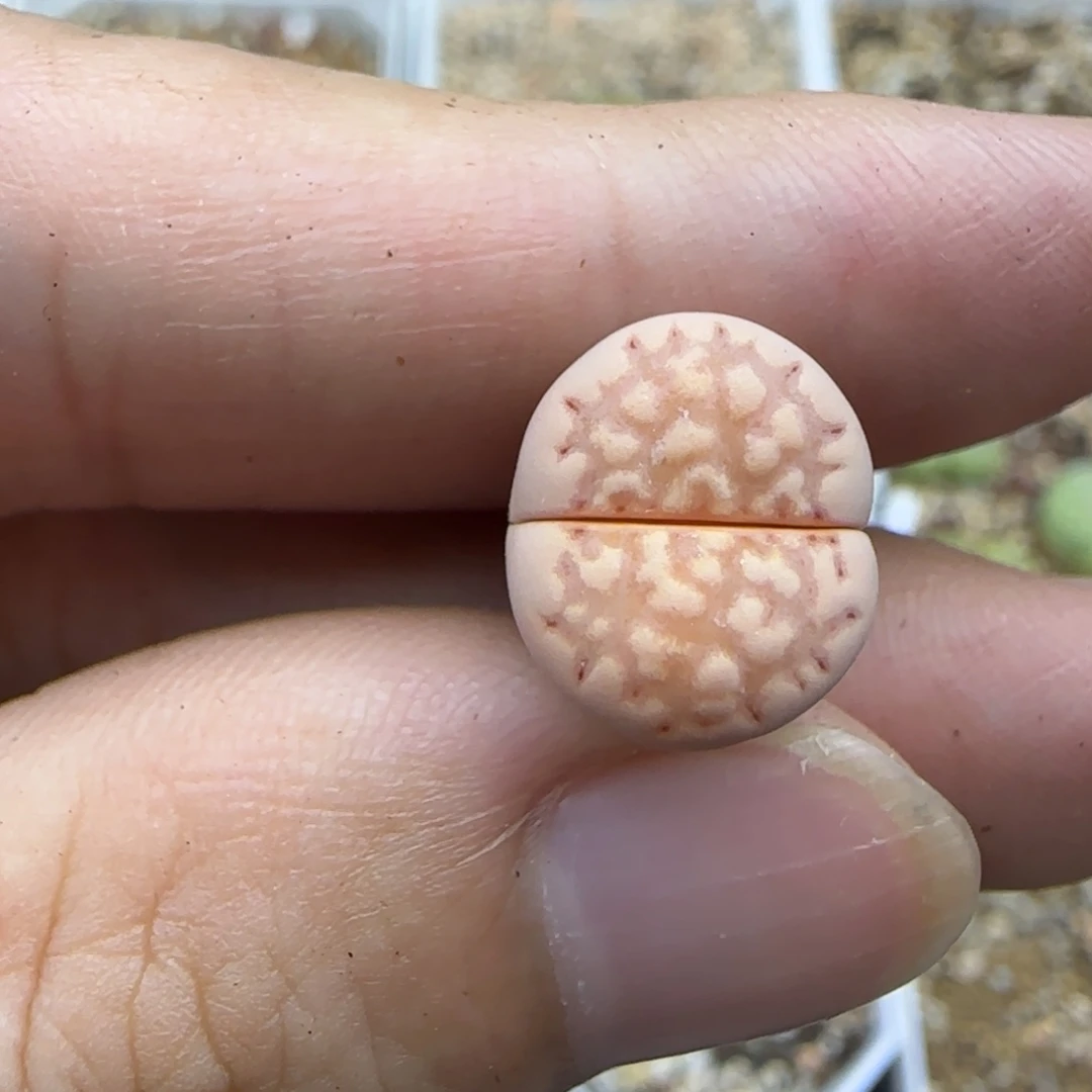 029饼干生石花大棚直播