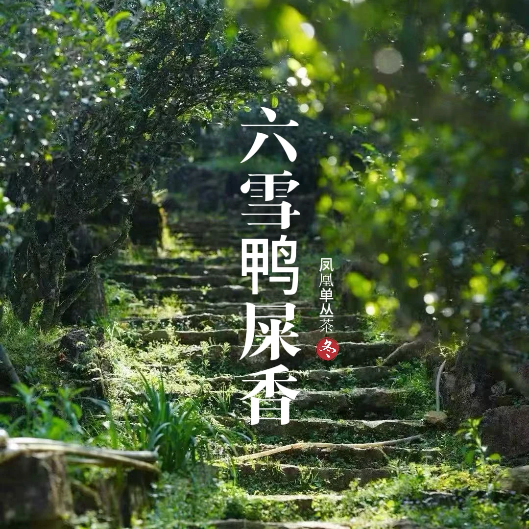 【六雪鸭屎香】雪片单丛冬茶轻焙火高香醉人冬日限定