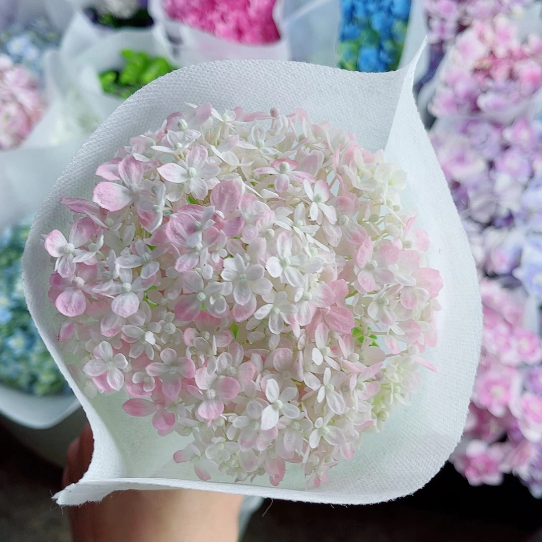 完全开放稀有绣球花11