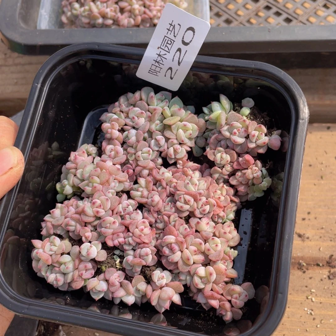 B*i多肉植物多肉植物220