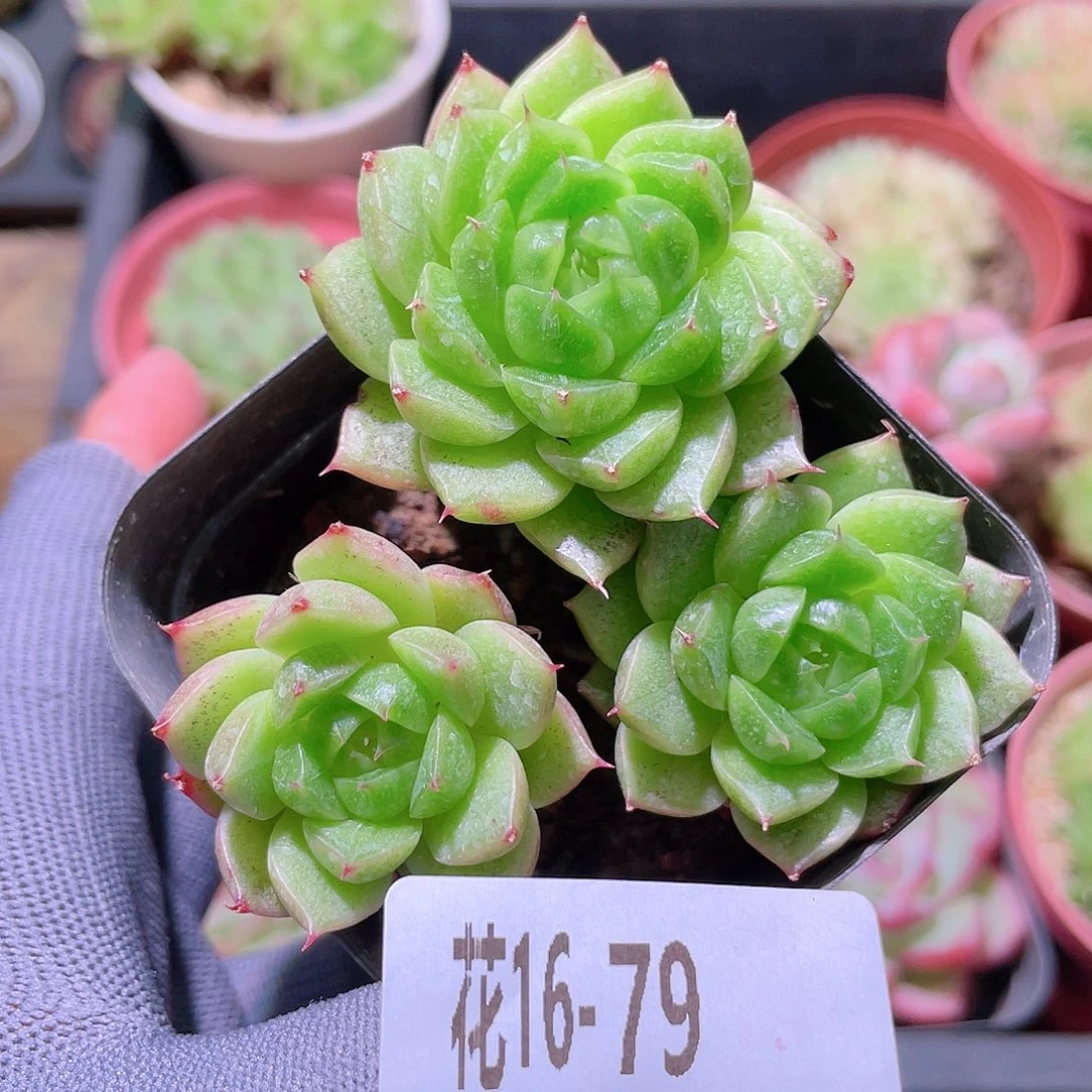 花利美16-79海王