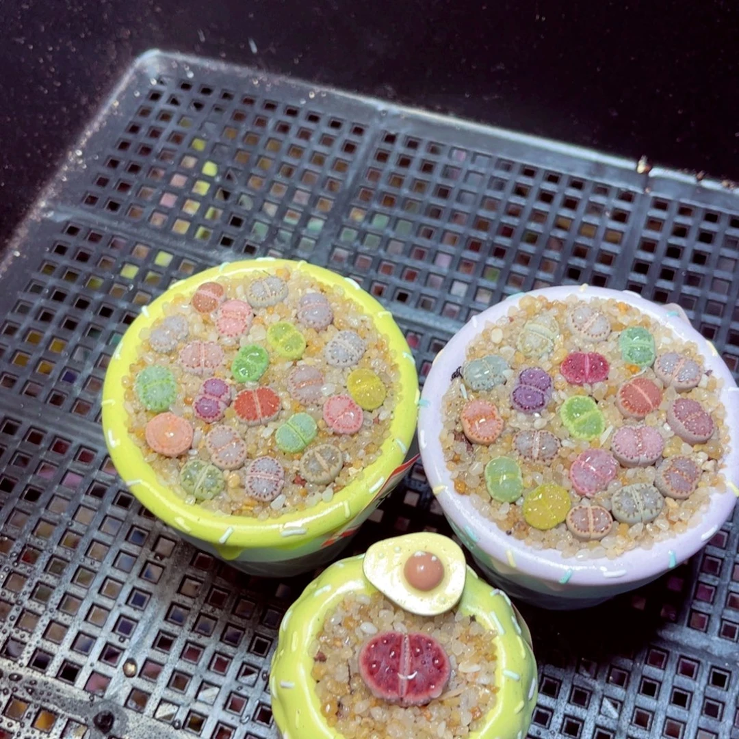 *****226生石花带盆发1
