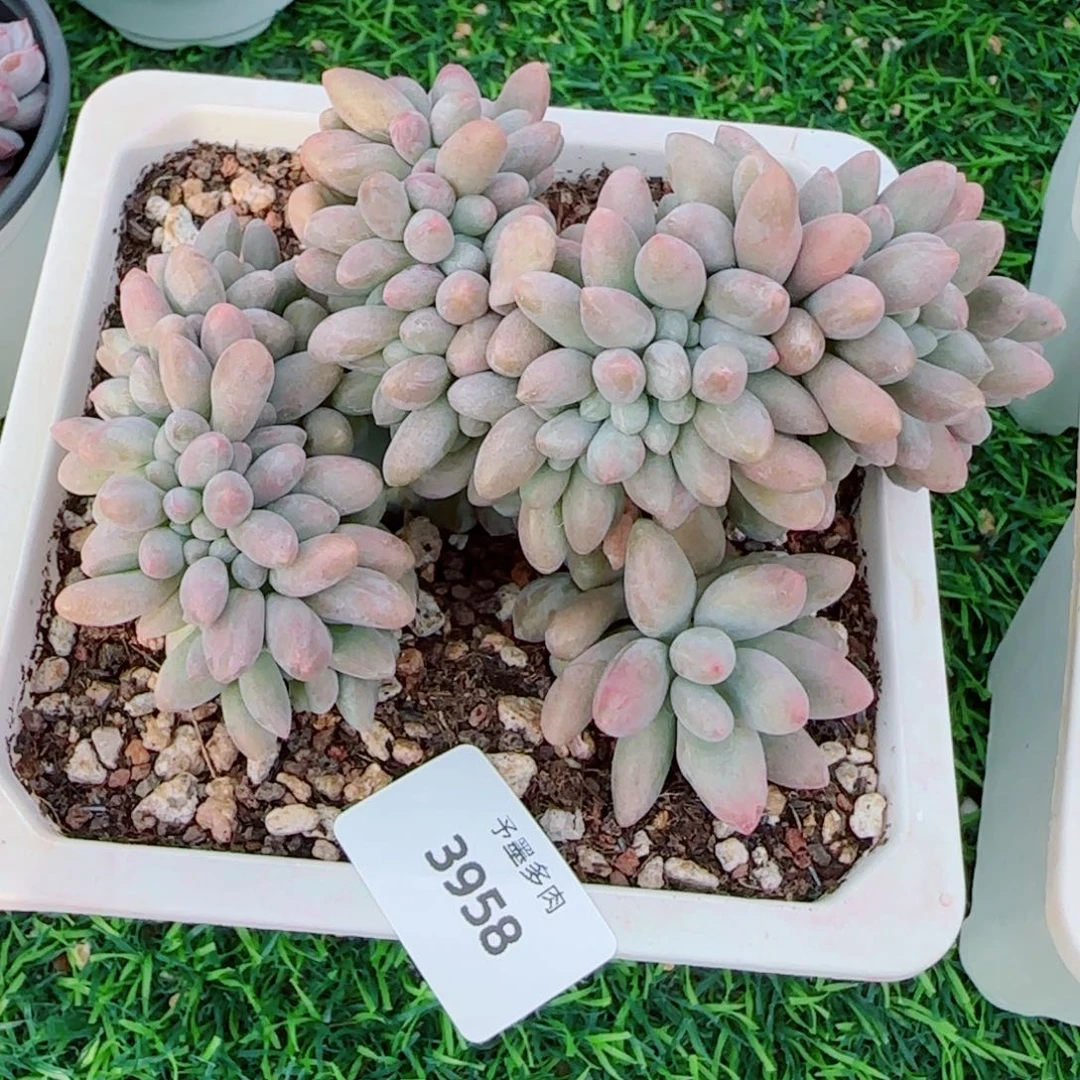 汤圆缀化，3958多肉植物