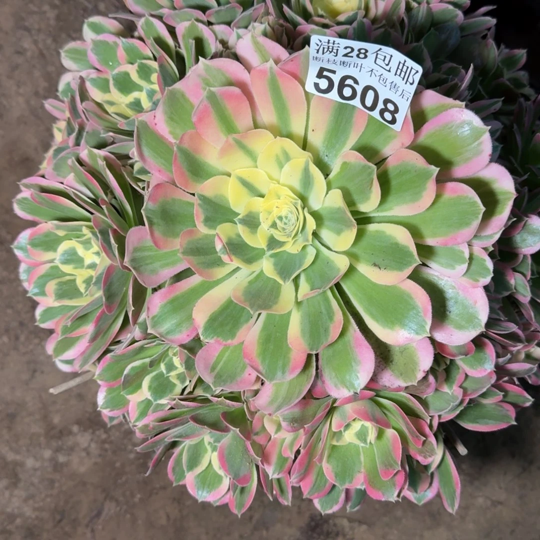 5608白凤多肉植物