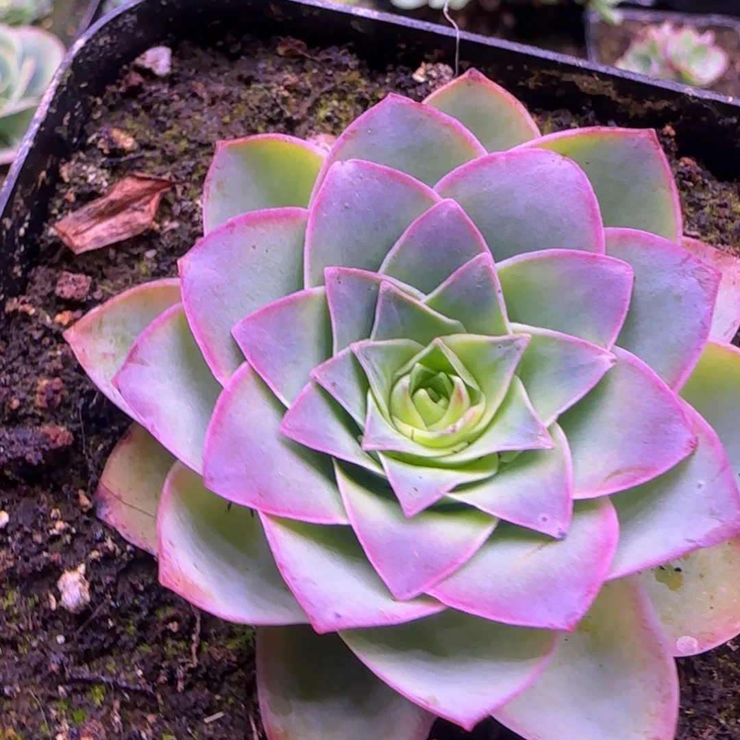 6厘米紫色玫瑰11243435383