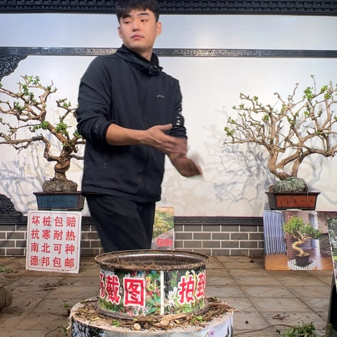 无花朵金银花开花159989356