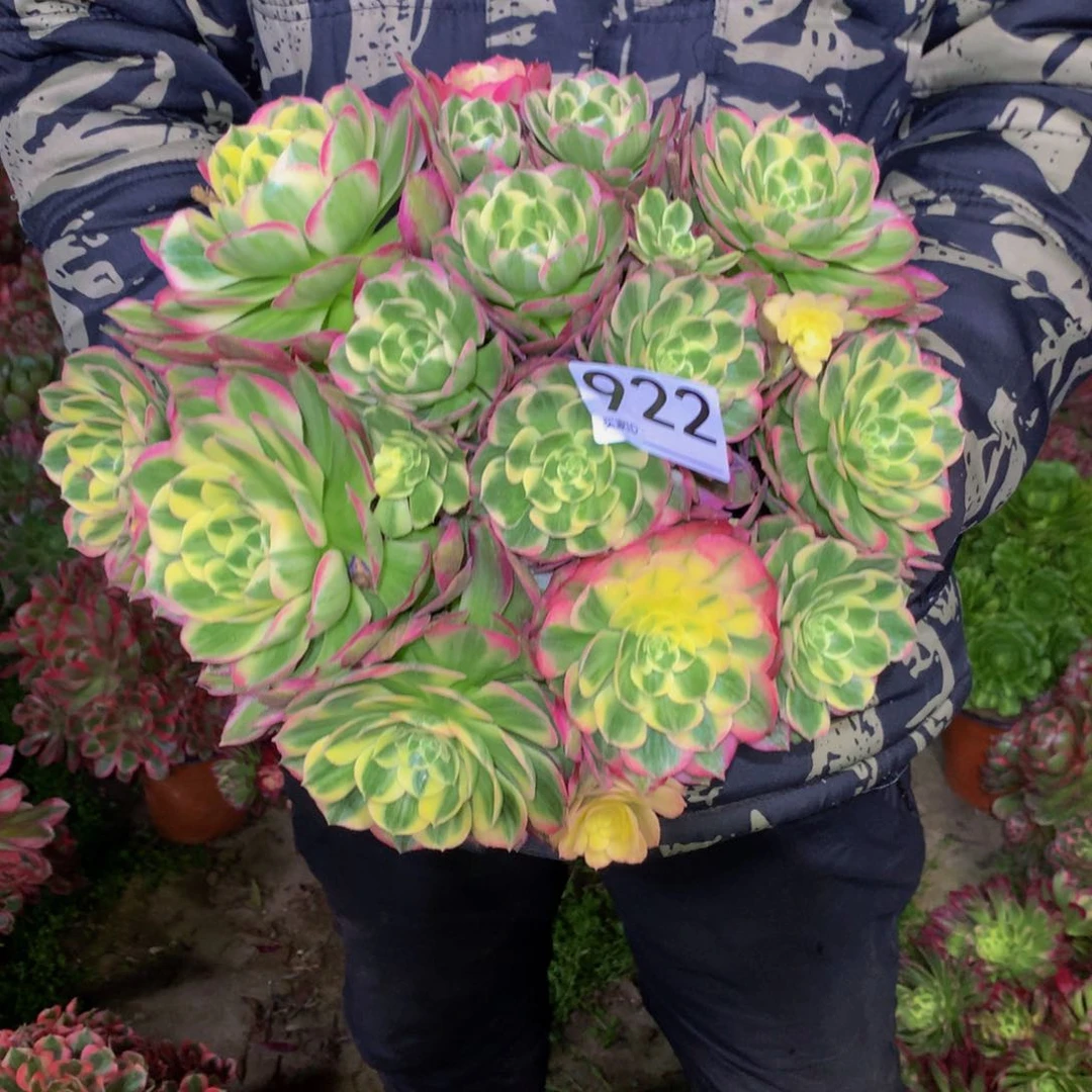 多肉植物922.法师