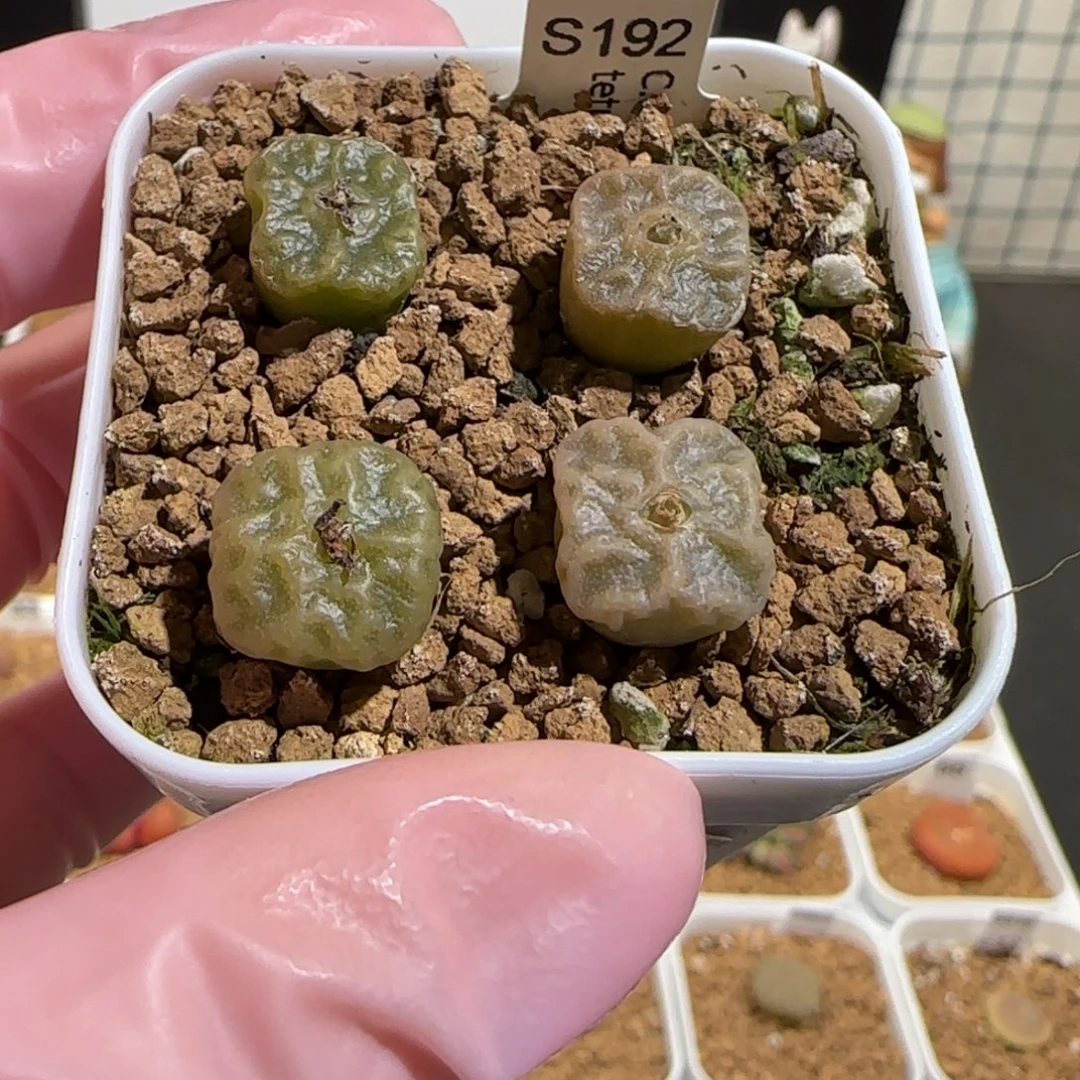 肉锥多肉植物组合-方烧一盆1779