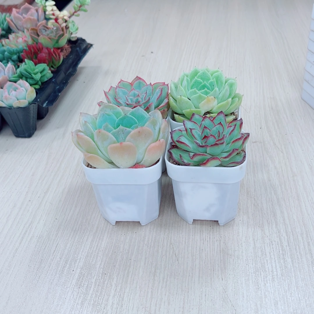 恩宠昂斯诺灵隐猎户座送盆土