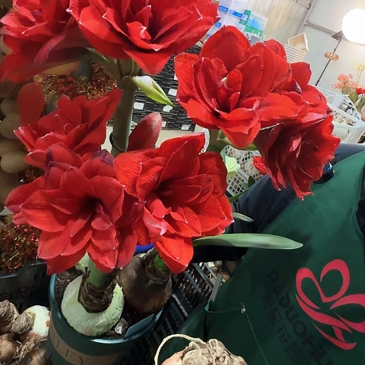 残次双龙直径7厘米左右，进口