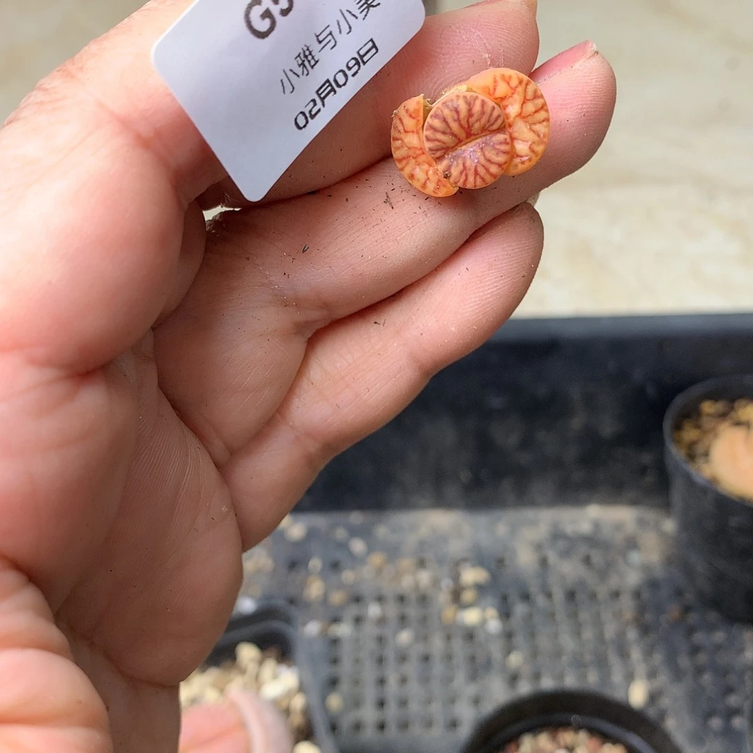 G53多肉植物保护研究所