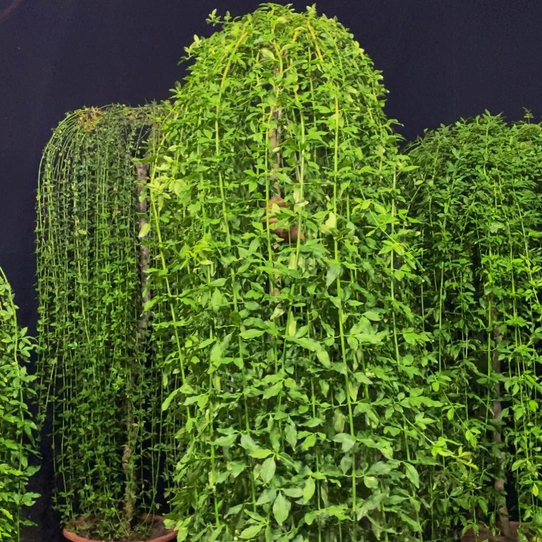 高度1.9米，一物一拍，