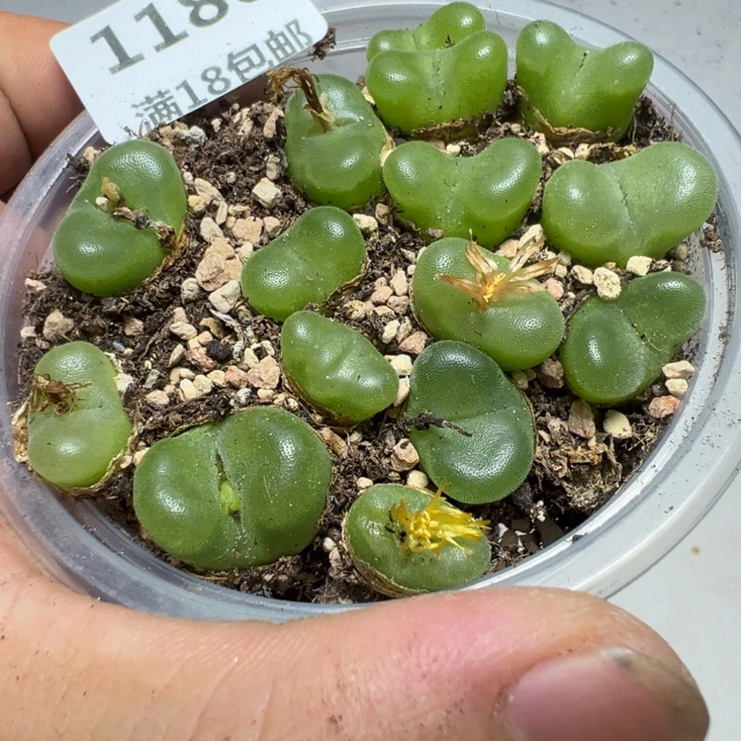 【闪购商品】 1180。