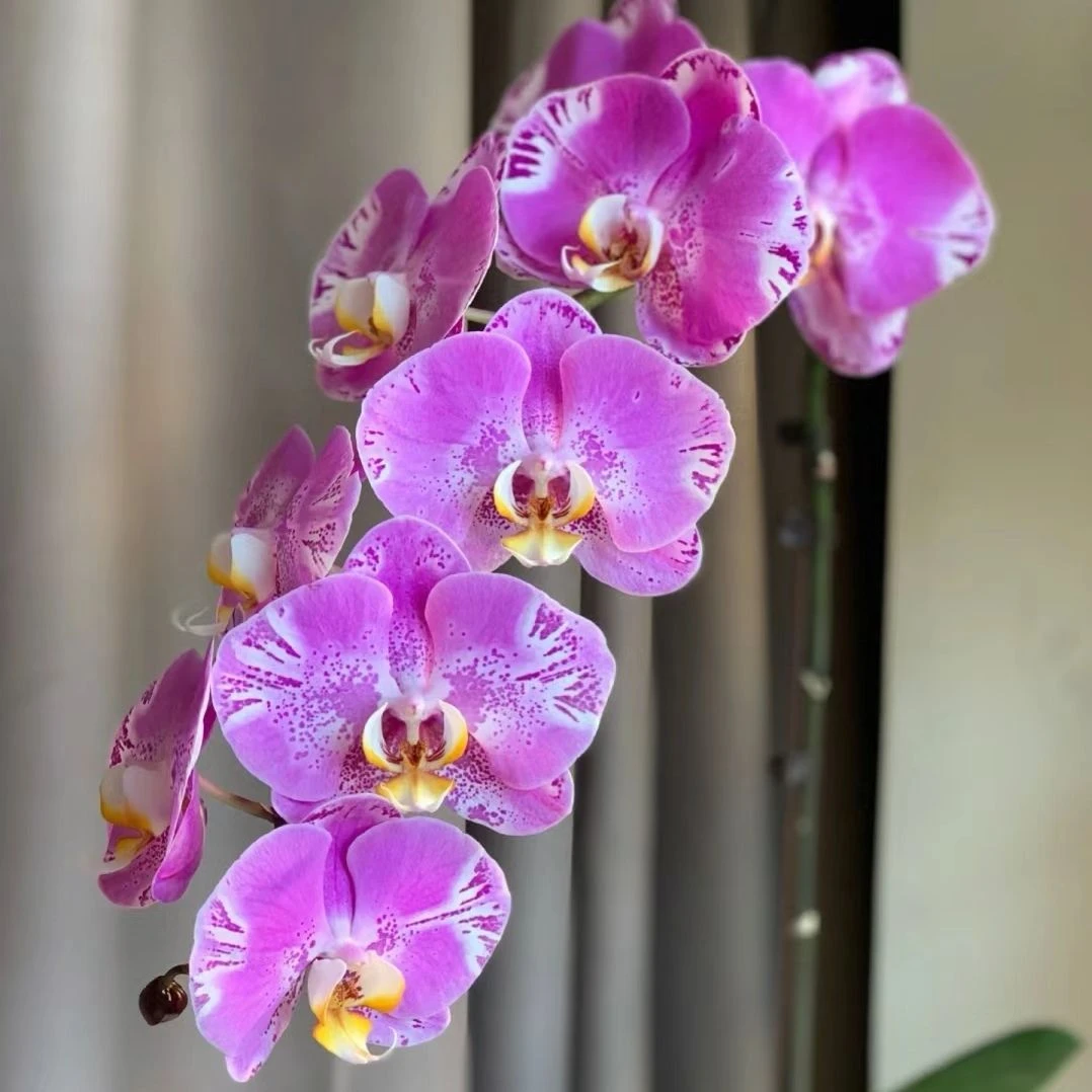 优质品种 1花剑3.0杯发货不带花【藏宝图】大花型 蝴蝶兰