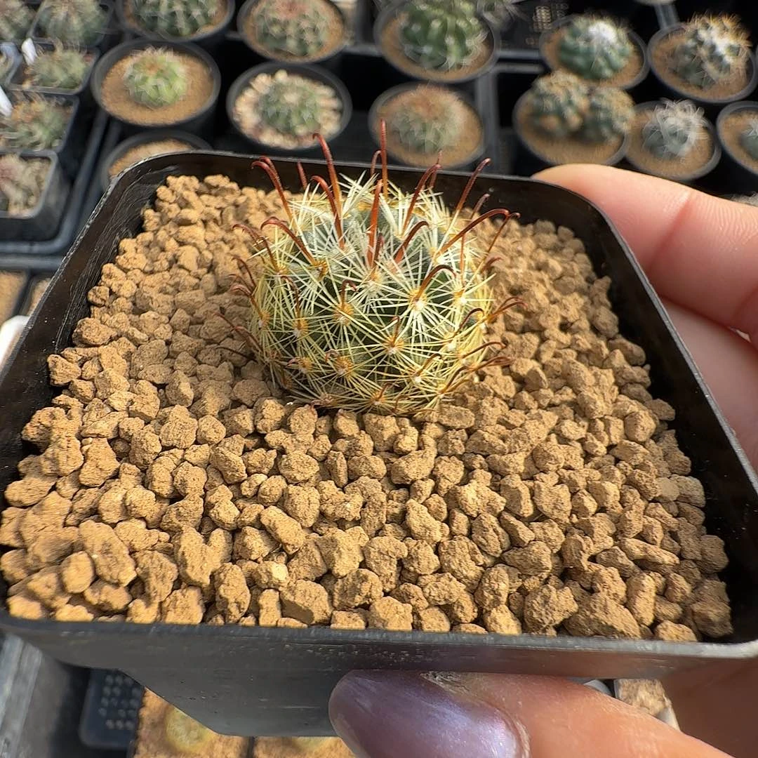 实生结节松球脱土发货