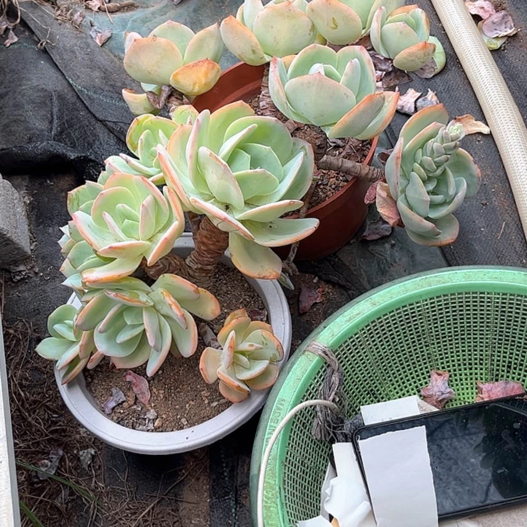 【闪购商品】无花朵小**姨
