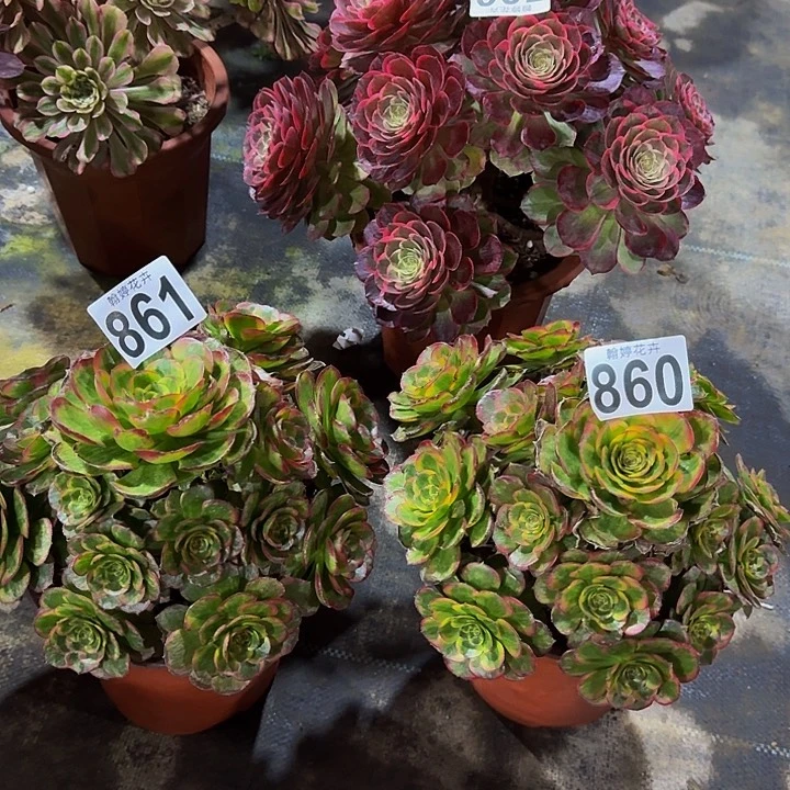 幸*0000000000000000860861火狐