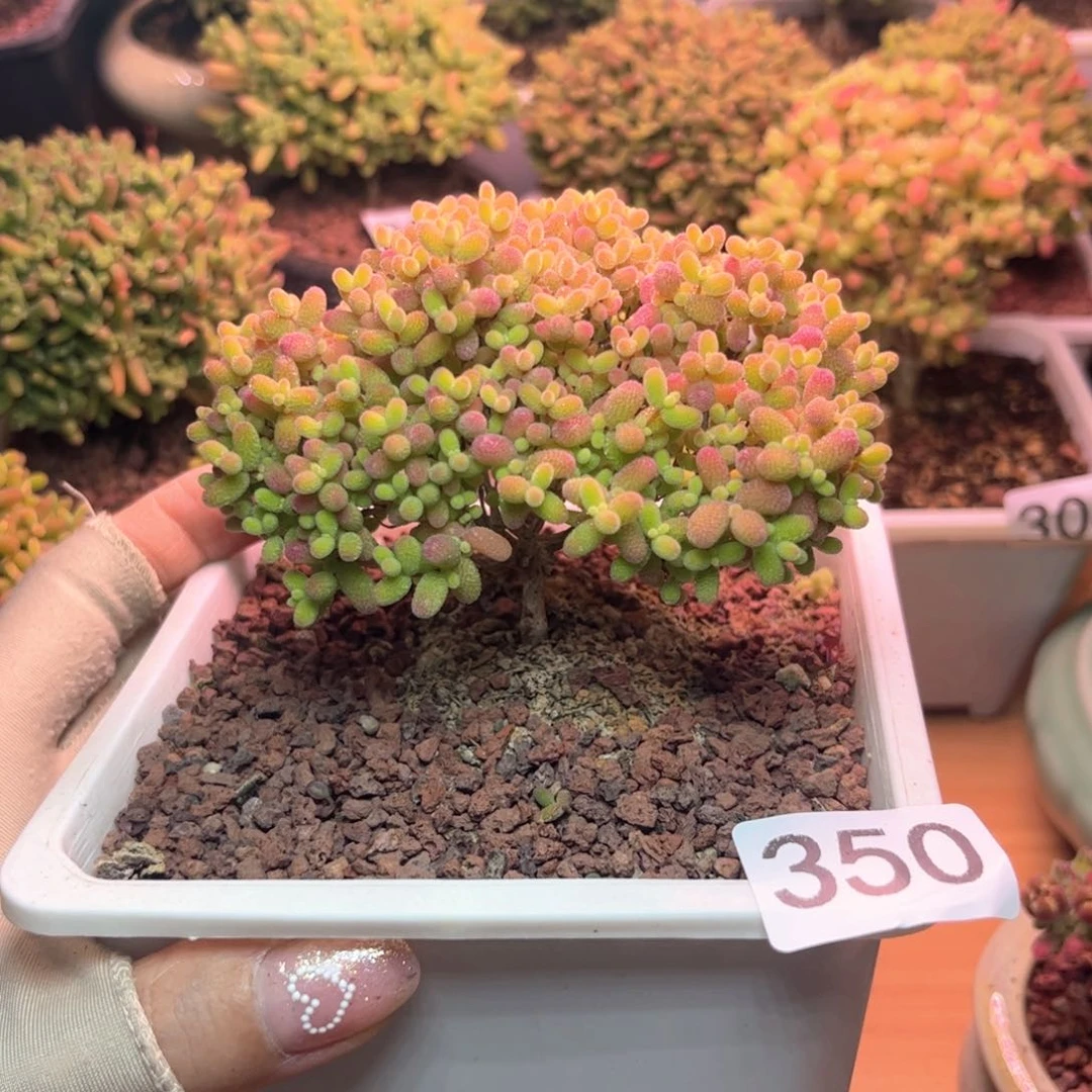 350蜜桔可爱多肉植物