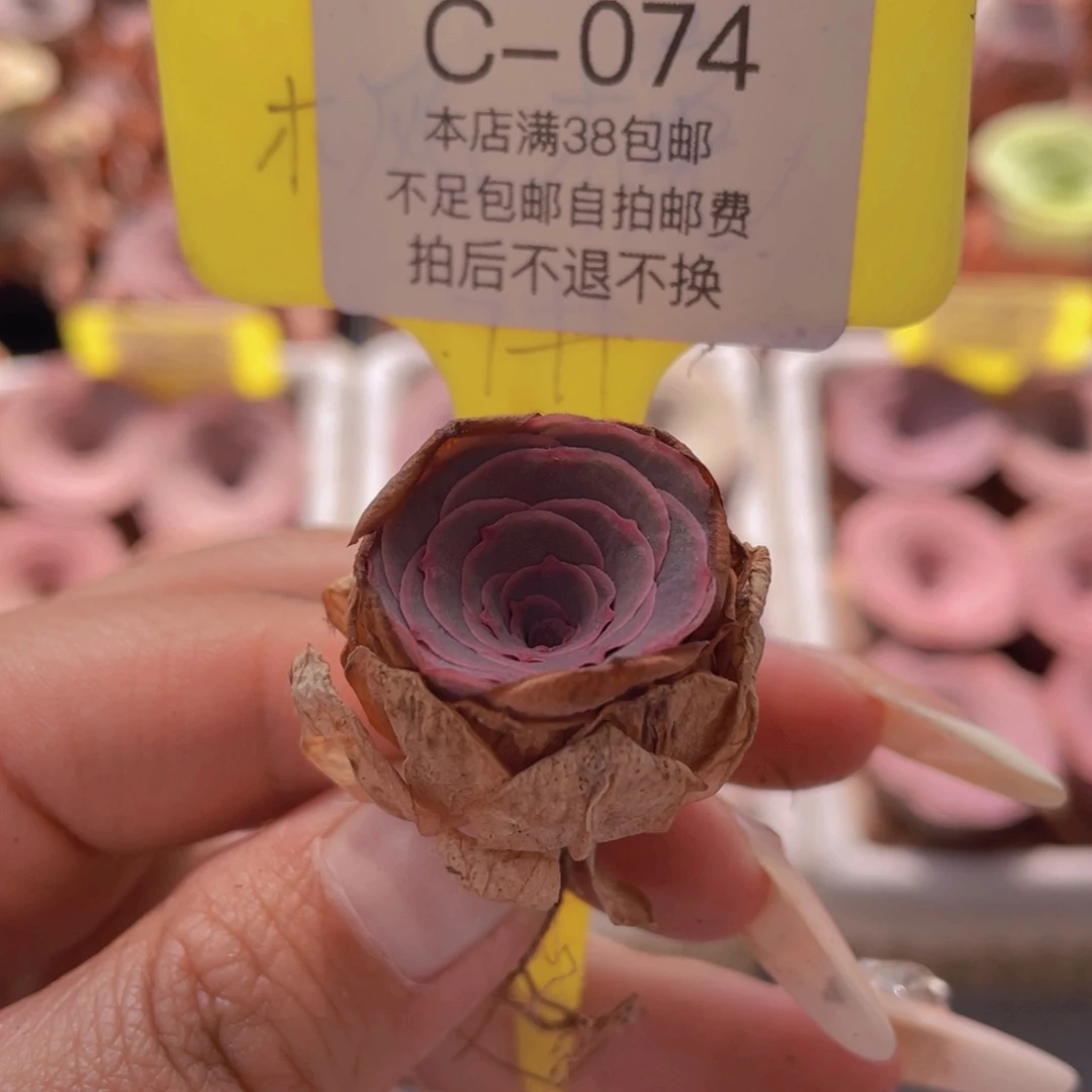 山地玫瑰C074满38包邮裸根发货