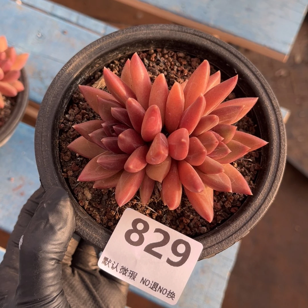 829号新疆西藏内蒙古不包邮的